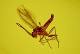 Fossil Butterfly Larva (Lepidoptera) and Fly (Diptera) in Baltic Amber #163507-3